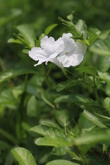 white flower in the garden