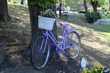Fototapeta na wymiar Violet bike propped on tree in Tihany, Balaton, Hungary