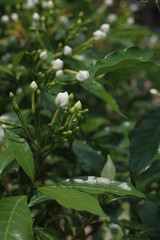 white flower in the garden