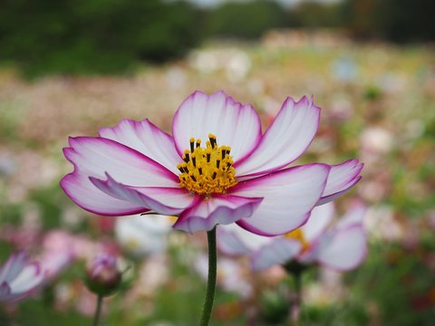 Close up of Cosmos Picotee, White Flower with Bright Rose-Red Colored Edges