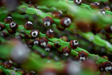 Palm Tree Seeds plant, macro nature Bokeh background ready for your design