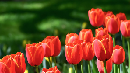 美しいチューリップの花