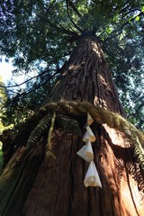 見上げた御神木の様子です
