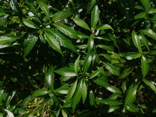 Green leaves of shrub in daylight.