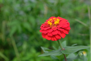 Red zinnia flower in spring and summer nature outdoor background, Closeup of Flower blooming in nature background