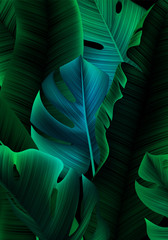 Tropical Banner with Realistic Banana Tree and Monstera Leaves. Minimalist Greenery Bg. Background with Jungle Leaves - obrazy, fototapety, plakaty