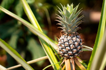 pineapple on tree , nature fruit