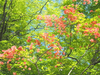 新緑の森とツツジ