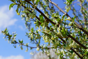 青空を背景にグミの花と蕾