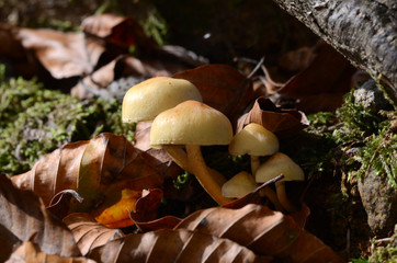 mushrooms among the dry leaves in autumn in Liguria