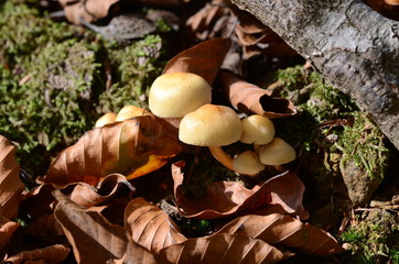 mushrooms among the dry leaves in autumn in Liguria