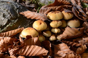 mushrooms among the dry leaves in autumn in Liguria