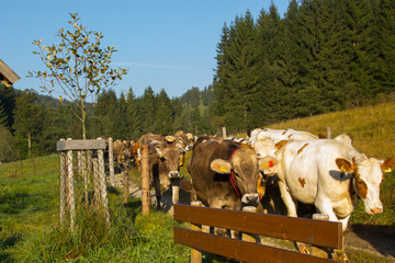 Kuhherde auf dem Rückweg von der Alm