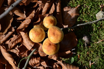 mushrooms among the dry leaves in autumn in Liguria