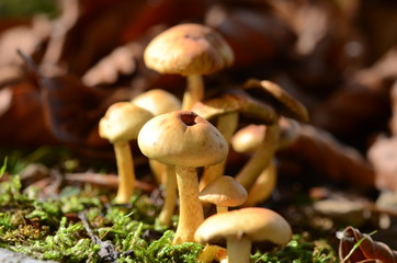 mushrooms among the dry leaves in autumn in Liguria