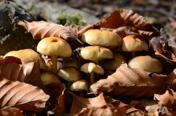 mushrooms among the dry leaves in autumn in Liguria