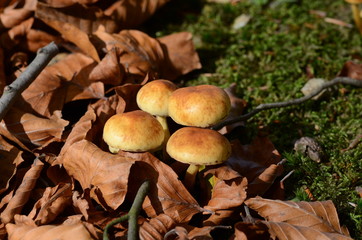 mushrooms among the dry leaves in autumn in Liguria