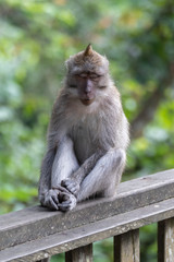Naklejka na ściany i meble Monkey Forest Bali