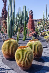 Fototapeta premium Guatiza, Spain, 03-15-2019. Cactus garden, jardin de cactus at Guatiza. Lanzarote. Canary islands. Spain.