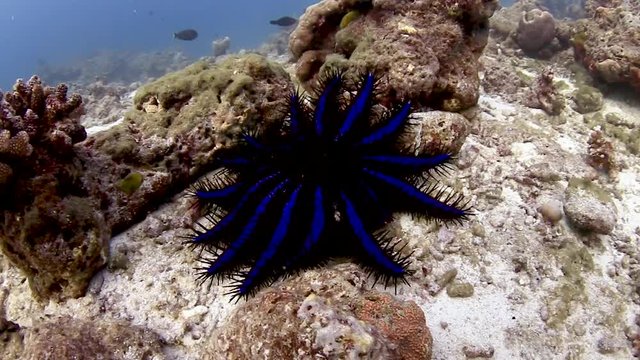 Crown of Thorns Starfish feeding on hard corals on a tropical reef