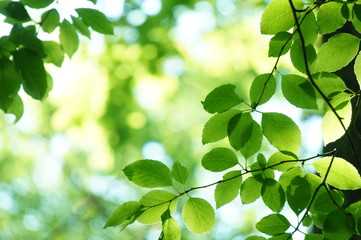 葉　新緑　若葉　光　ボケ　ぼけ　