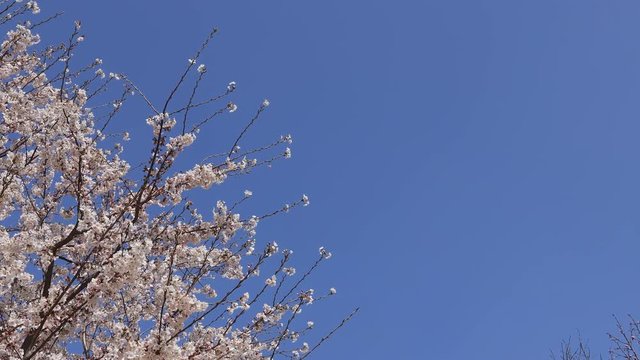成田空港〜さくらの山の桜とひこうき#12