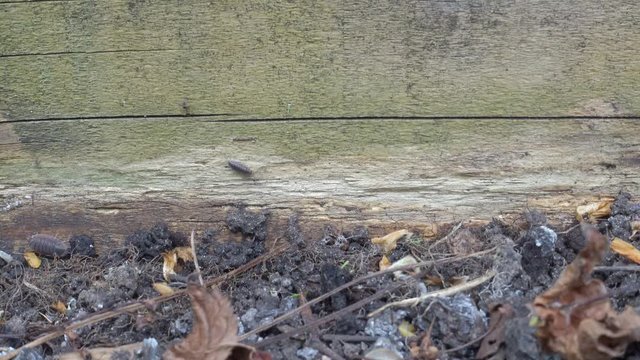 Time lapse of woodlice crawling in a UK garden