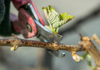 Garden shears and spring branch of the vine