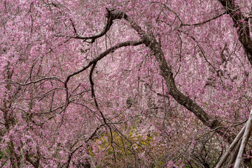 原谷苑　八重紅枝垂桜