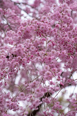 原谷苑　八重紅枝垂桜
