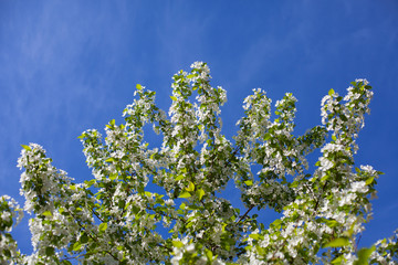 Beautiful apple tree branch against the blue sky.