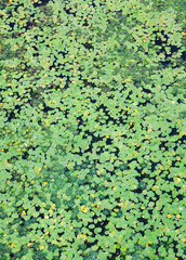 Leaves of lilies and caltrops on the water