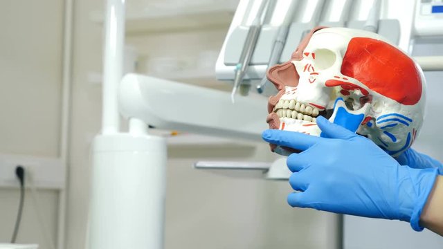 Doctor pointing model and a fake human skull while discussion or working with another doctor at the hospital. Forensic science and anatomy or Medical healthcare staff and doctor service concept. 4k
