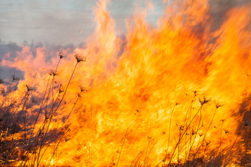 Big fire in the field