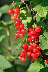 Früchte der Johannisbeere