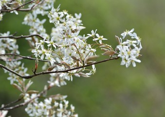 ジューンベリー（アメリカザイフリボク）の白い花が咲く