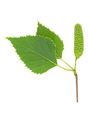 Young branch of birch with buds and leaves, isolated on a white background.