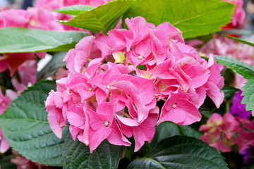pink flowers in the garden