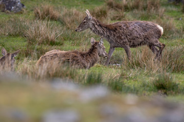 Red Deer, Cervus elaphus, stag and fawn resting amongst/eating grass heathland in Scotland during spring/May.