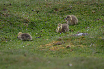 Naklejka na ściany i meble Pink-footed Geese chicks and adults, Anser brachyrhynchus, sitting/resting/walking on the grass in Scotland during spring/May.