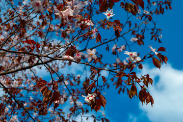 Beautiful pink and white cherry blossoms (Sakura) in the sunny summer morning