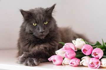 Still life with a bouquet of white and pink tulips on the table and a cat lying on them