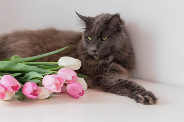 Still life with a bouquet of white and pink tulips on the table and a cat lying on them