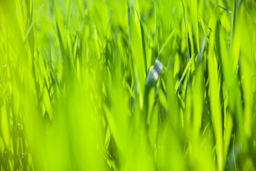 Green grass in the sunny day