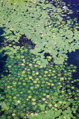 Leaves of lilies and caltrops on the water