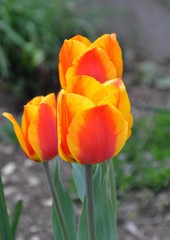 Tulpen