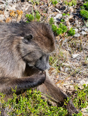 Chacma Baboon