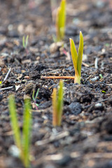 Garlic grows from the ground in spring