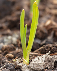 Garlic grows from the ground in spring