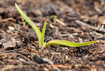 Garlic grows from the ground in spring